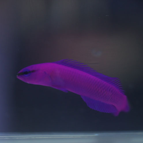 海水魚入荷!_d0221436_22264558.jpg