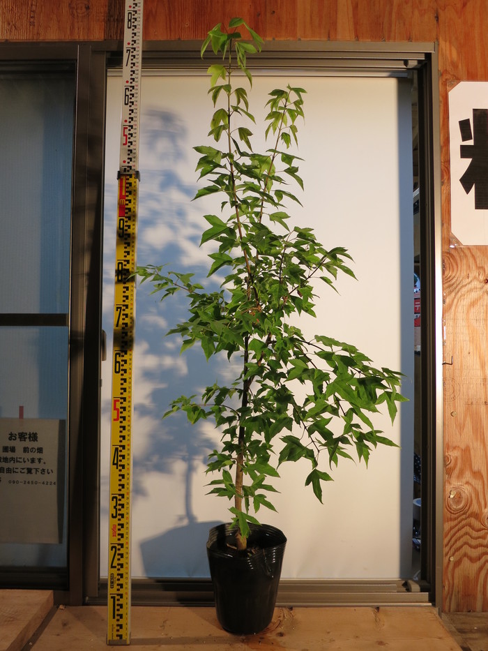 トウカエデ 花散里 メイプルレインボー 販売 値段 価格 画像 写真 庭木 安行 植木 お問い合わせ商品 田中園 Shop Tanakaen Jp Web Magazine