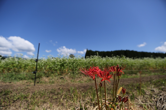 そばの花_b0182547_23444020.jpg