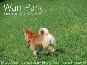 軽くて柔らかい! \"Wan-Park ロングリード\"_a0286855_1357596.jpg