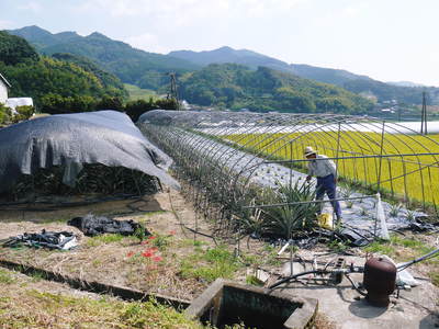 なんと!パイナップルが熊本で栽培中!パイナップルの花、ぜひご覧あれ その2_a0254656_17382032.jpg