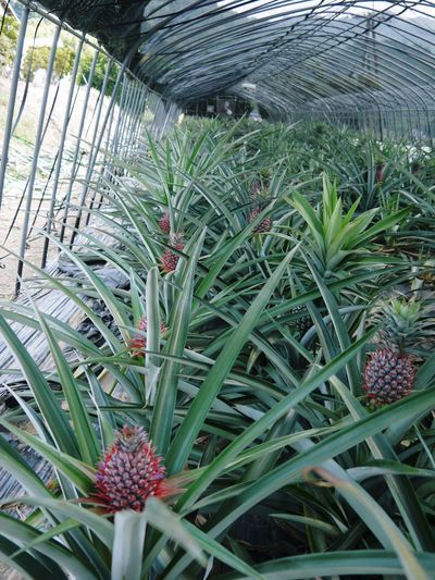 なんと!パイナップルが熊本で栽培中!パイナップルの花、ぜひご覧あれ その2_a0254656_1820799.jpg