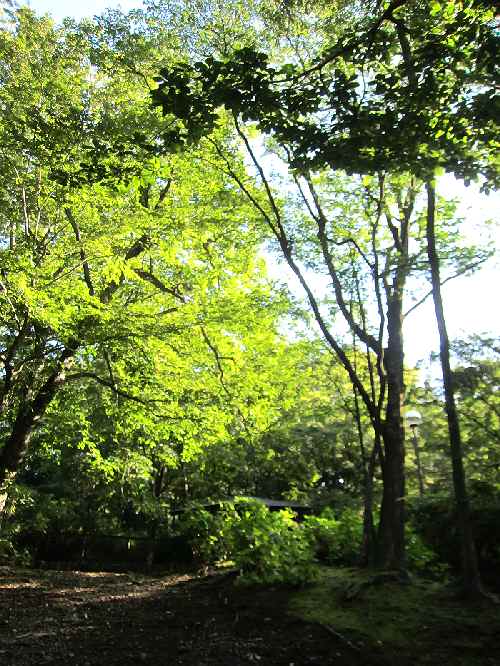 【箱根旅行・箱根ハイランドホテルの庭園散策「星の王子さま」の入り口捜し】_c0042960_15295646.jpg