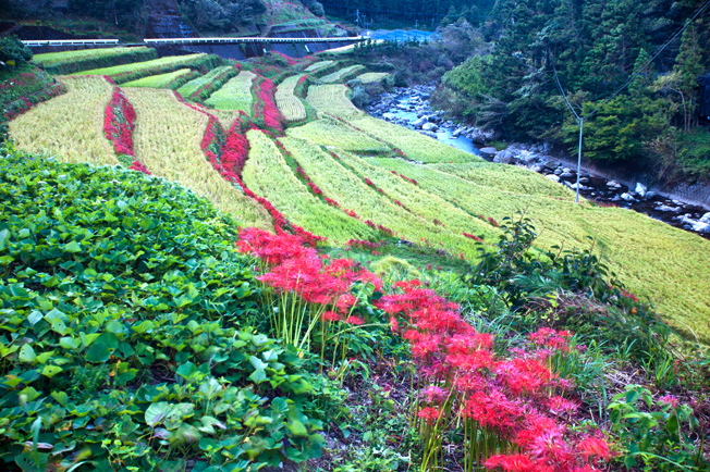 曼珠沙華乱舞山村を応援しています_f0231460_1442542.jpg