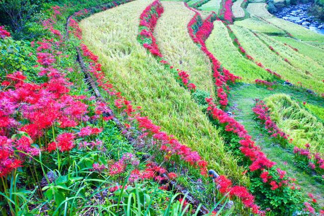 曼珠沙華乱舞山村を応援しています_f0231460_145962.jpg