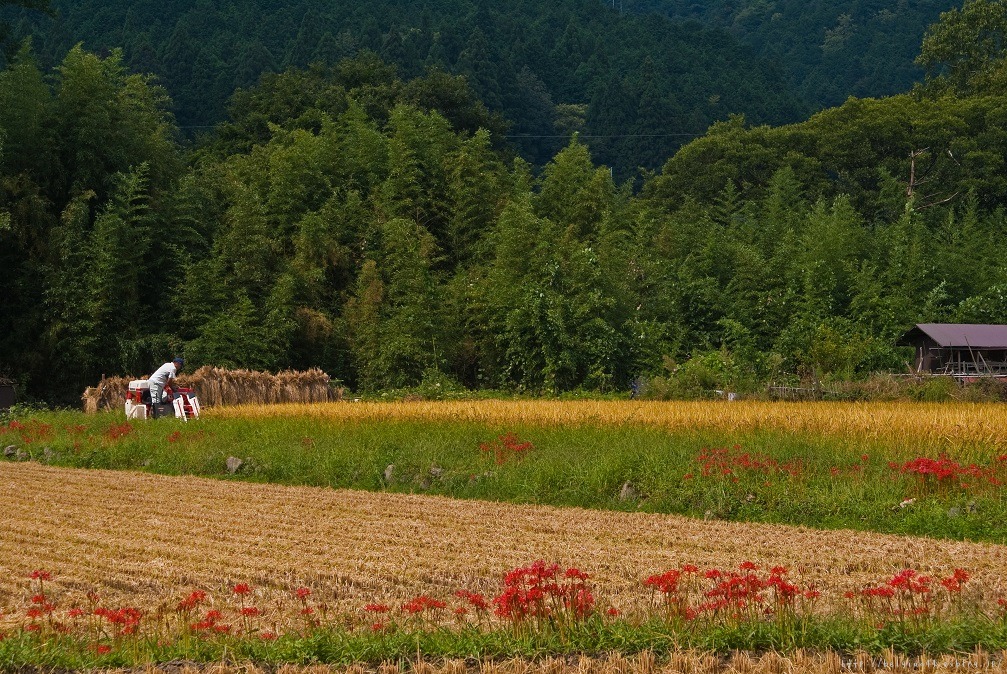 彼岸花～大原の里_f0102363_145758.jpg