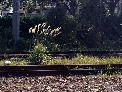 c0050264_11242521.jpg