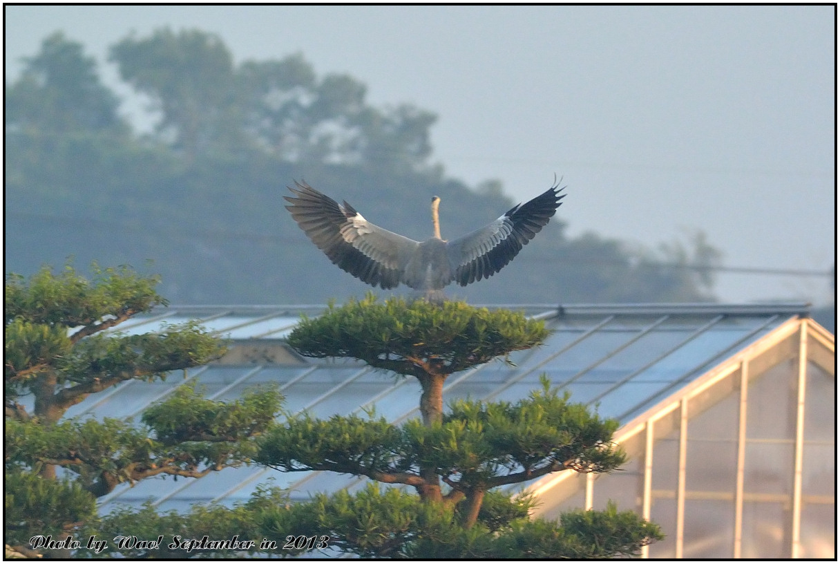 サギは庭木の天辺が好き_c0198669_168035.jpg