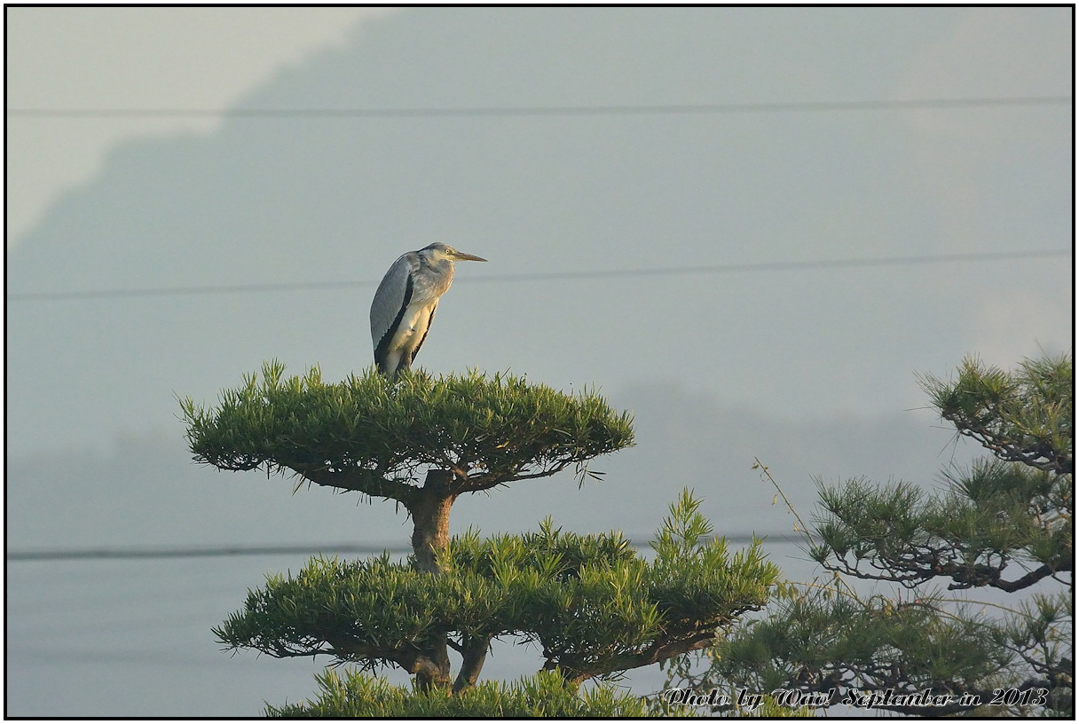 サギは庭木の天辺が好き_c0198669_1681563.jpg