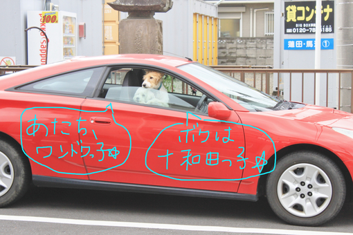 9/29 里親探しのお知らせ!!※わんちゃんのみ_c0245679_2036660.jpg