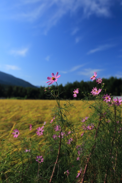 大原の彼岸花_e0051888_2147265.jpg