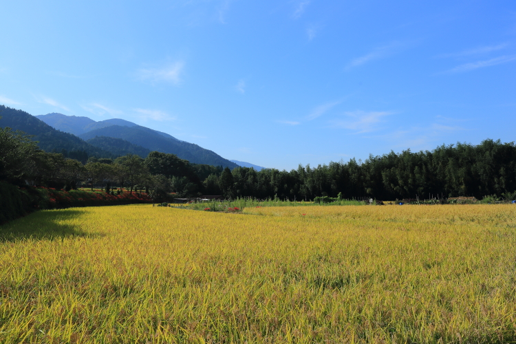 大原の彼岸花_e0051888_6394299.jpg