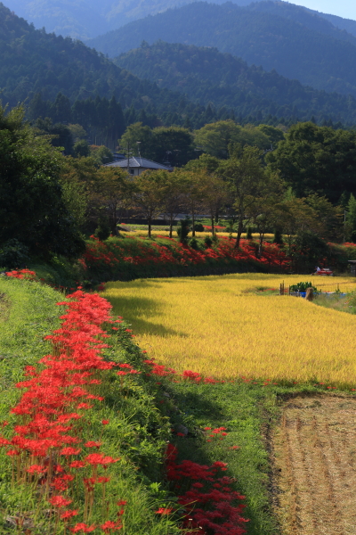 大原の彼岸花_e0051888_6395358.jpg