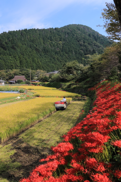 大原の彼岸花_e0051888_6401478.jpg