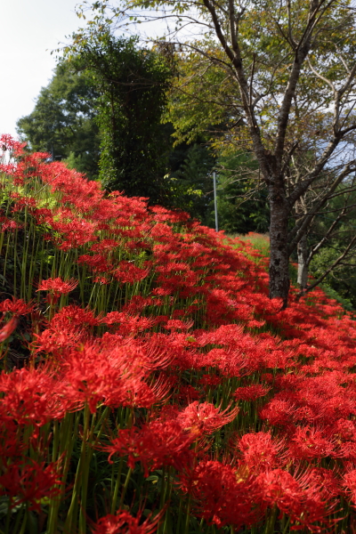 大原の彼岸花_e0051888_6402615.jpg