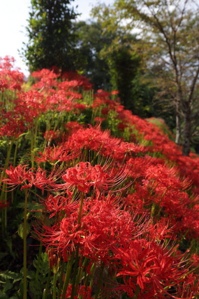 大原の彼岸花_e0051888_640456.jpg