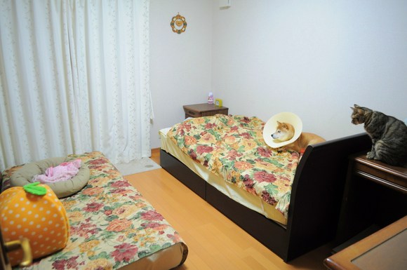 女子部屋の危機_a0126590_22125613.jpg