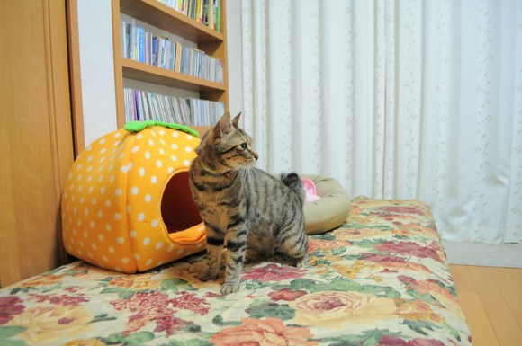 女子部屋の危機_a0126590_22143893.jpg