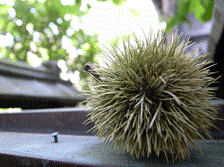 栗のシーズンになりました_c0220592_1453473.gif