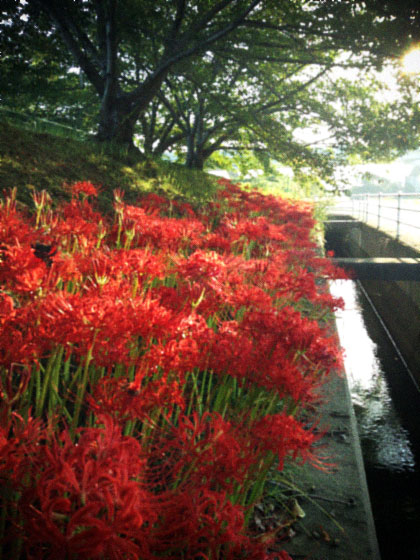 彼岸花 〜秋の散歩道 〜_d0077603_11294766.jpg