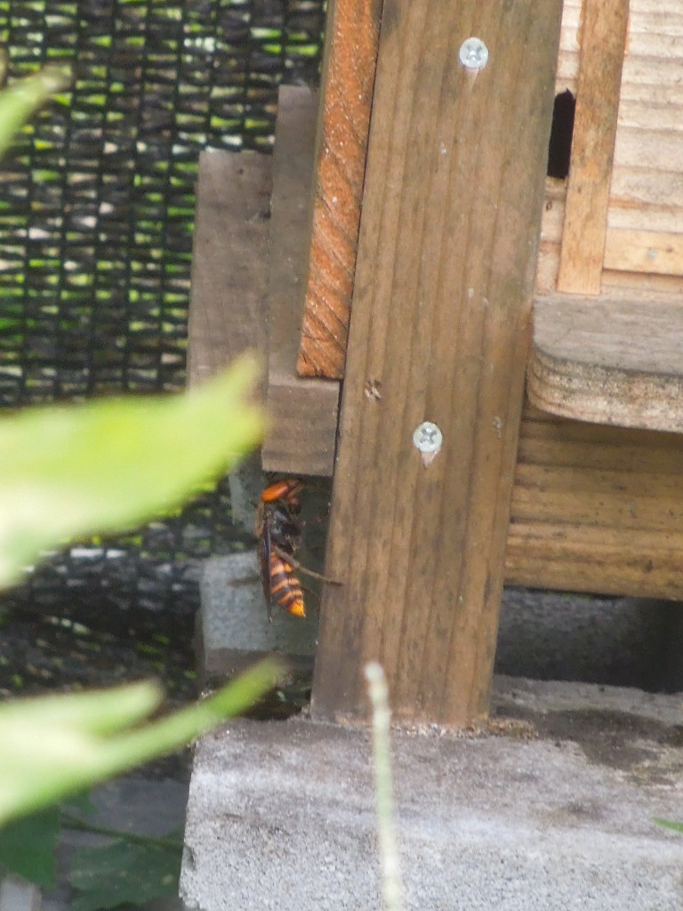 「オオスズメバチ」_a0120513_20112753.jpg