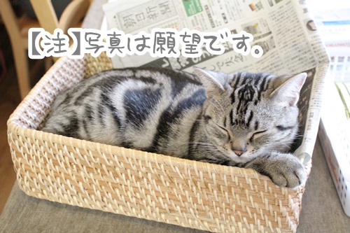 【本日のどらねこハリー】 休みの朝は、寝かせてほしい。母のお願い、聞いて、猫。_a0158724_22275293.jpg