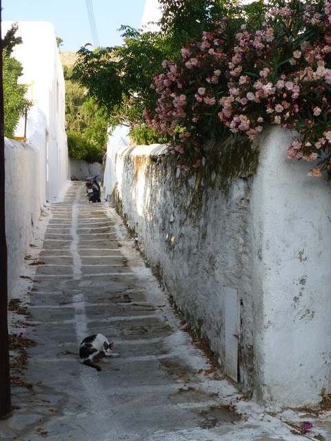 世界の猫 写真館 ギリシャ ミコノス・タウン編_e0237625_2232643.jpg