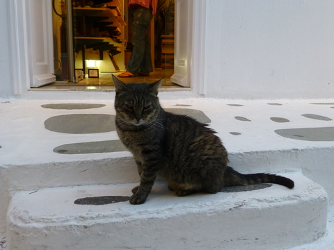 世界の猫 写真館 ギリシャ ミコノス・タウン編_e0237625_22345616.jpg