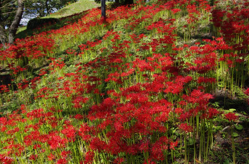 2013年9月27日　羽黒山公園の彼岸花_f0148627_21222922.jpg