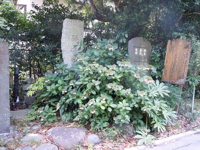 勝長寿院の栄枯盛衰 尽日望雲 ひねもすに 雲を望めば 勝長寿院の栄枯盛衰 尽日望雲 ひねもすに 雲を望めば