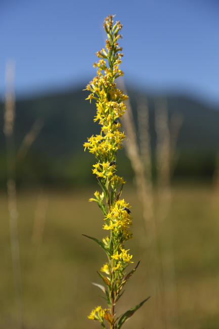 秋風吹く尾瀬＃５　秋の花　_f0017530_22344029.jpg