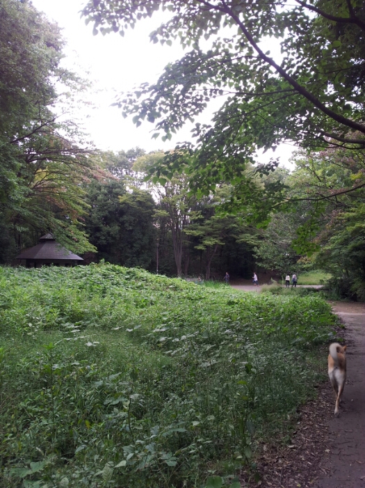 秋のお散歩 せせらぎ公園へ_a0146431_11521877.jpg