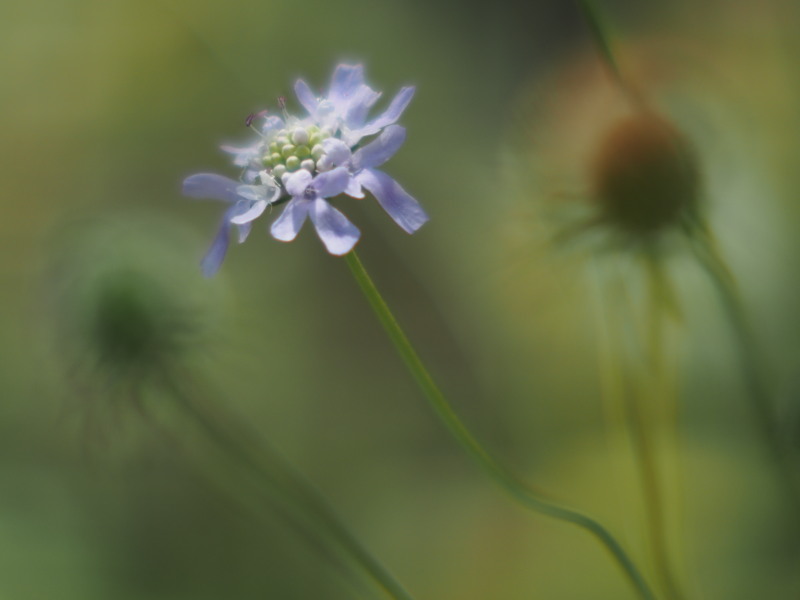 smcPentax 50mmF1.2に1.4テレコン_c0109833_1732691.jpg