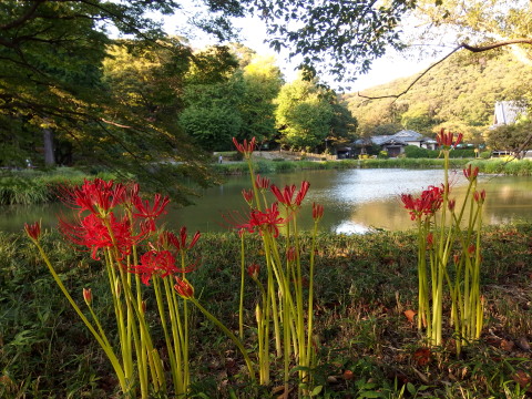 芽が出ました～　　夕食写真_c0097838_15292027.jpg