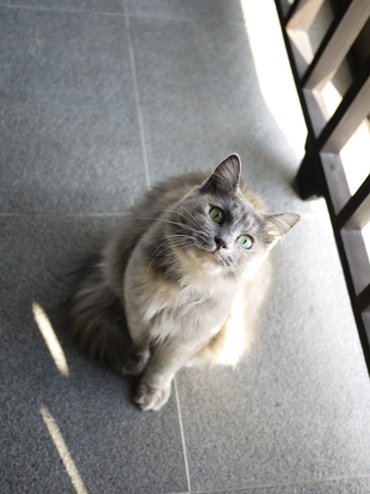 猫のお友だち たびおくんシソちゃん編。_a0143140_2141655.jpg