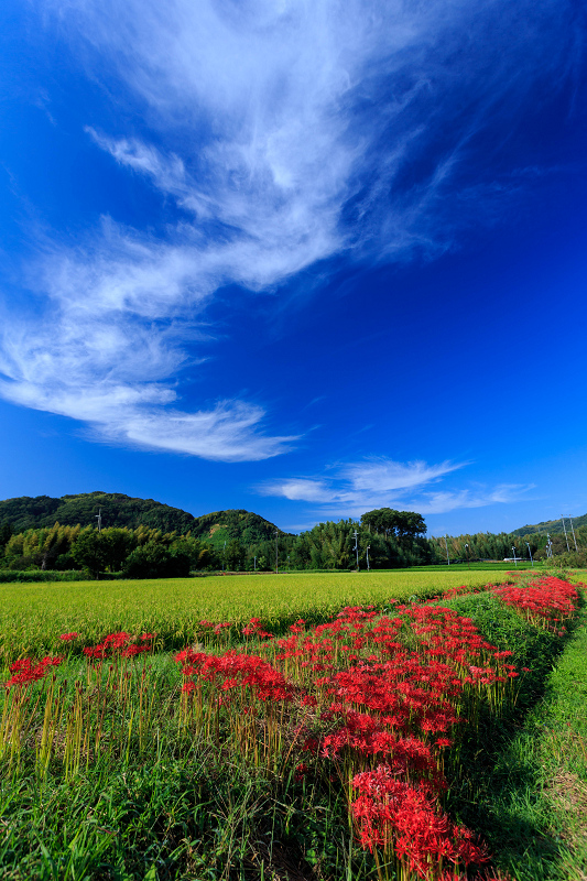 加茂の彼岸花_f0155048_22293923.jpg