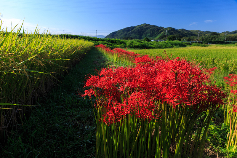 加茂の彼岸花_f0155048_22295464.jpg