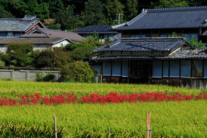 加茂の彼岸花_f0155048_2230664.jpg