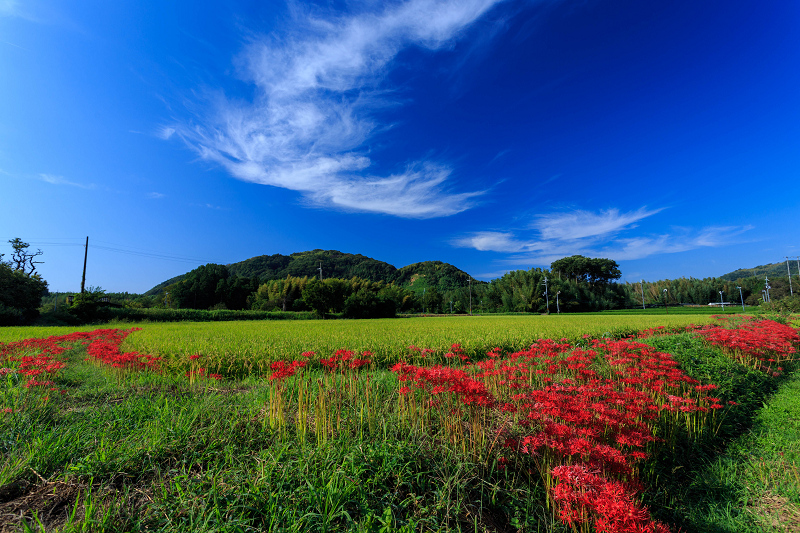 加茂の彼岸花_f0155048_22353152.jpg