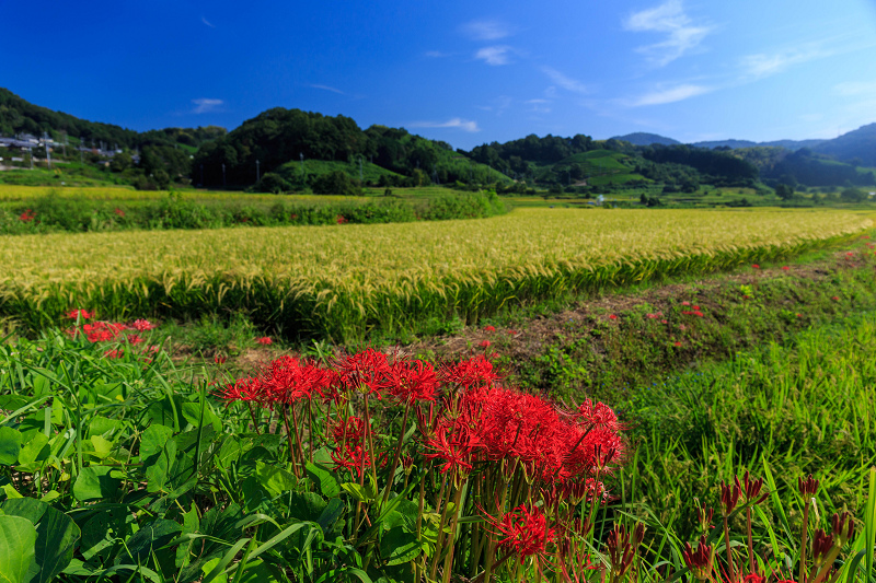 加茂の彼岸花_f0155048_22395290.jpg