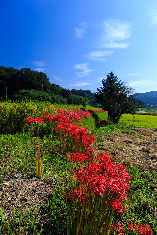 加茂の彼岸花_f0155048_2243958.jpg