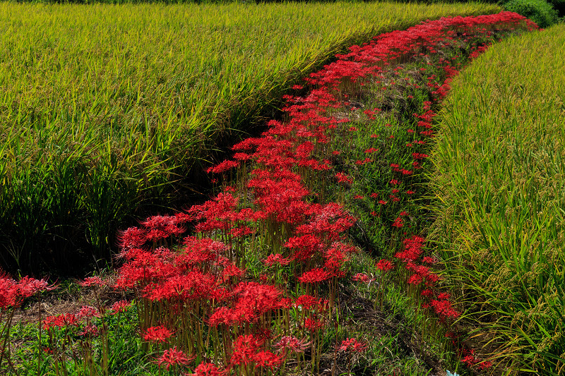 加茂の彼岸花_f0155048_22503173.jpg