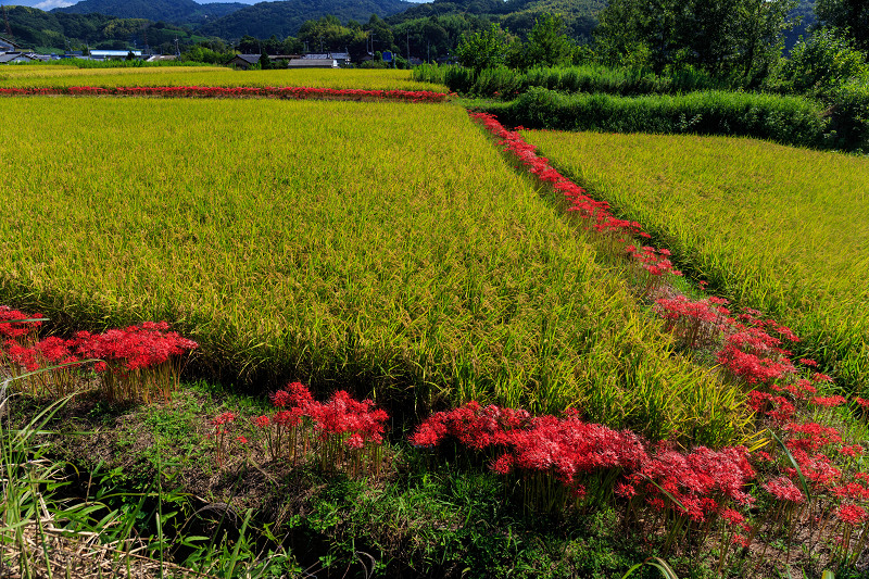 加茂の彼岸花_f0155048_22512012.jpg