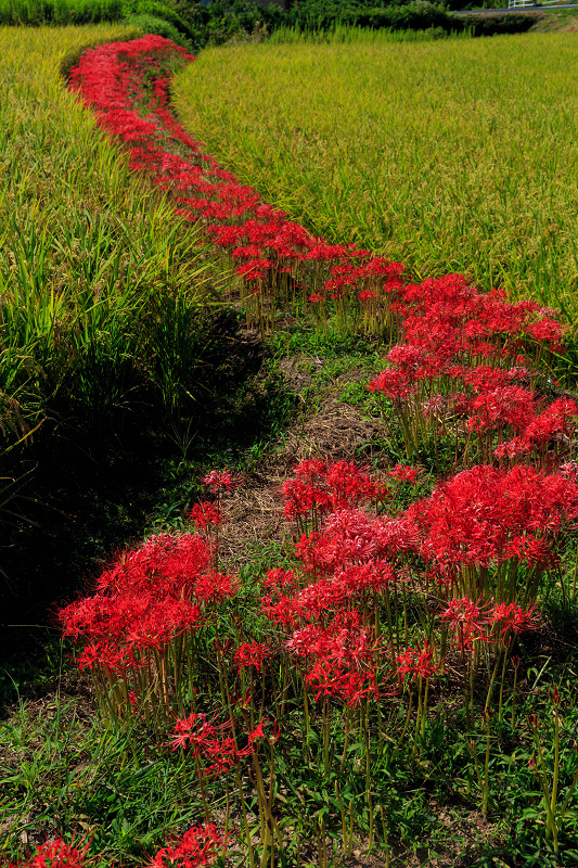 加茂の彼岸花_f0155048_22515596.jpg