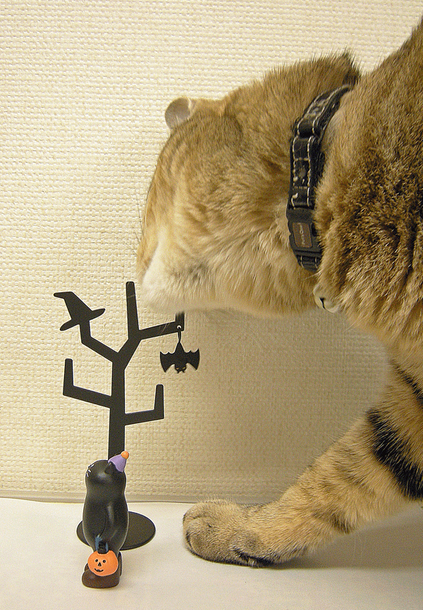 9月27日 Trick or Treatねこ_a0001354_23175048.gif