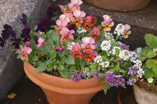 陶芸と植物のnakoです。_c0235166_11334233.jpg