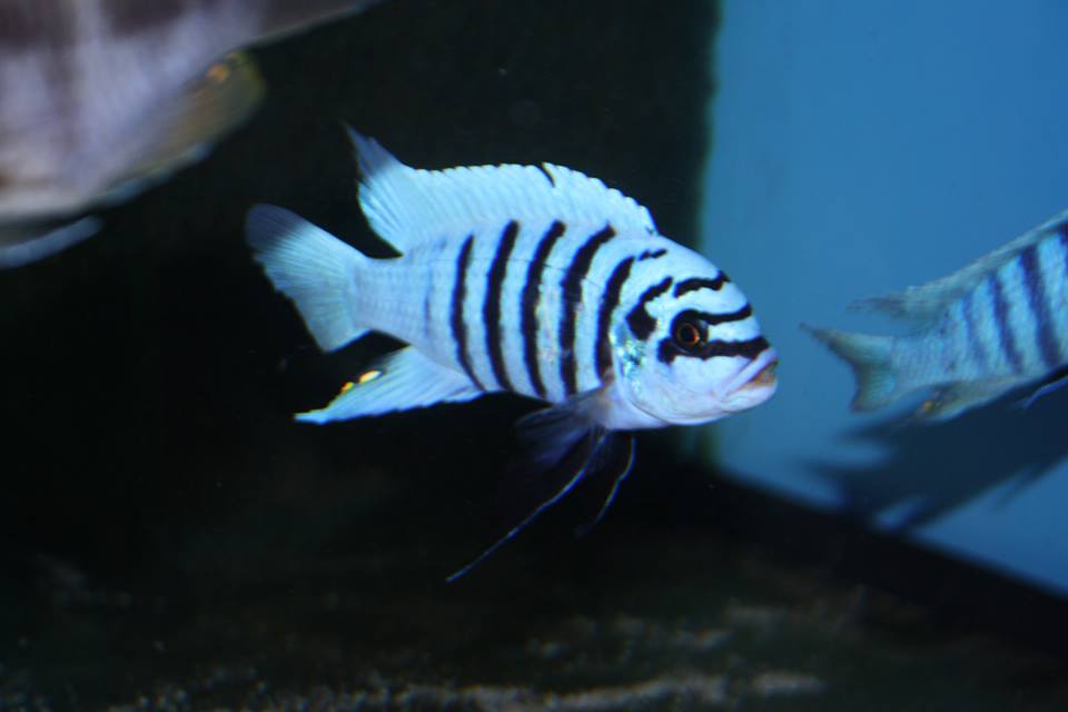 Metriaclima Zebra Chilumba Maisoni Reef フロントーサ中心 各種類 各サイズ取り揃えています 通信販売専門 jaccジャパンアフリカンシクリッドクラブへようこそ Metriaclima Zebra Chilumba Maisoni Reef フロントーサ中心 各種類 各サイズ取り揃えています 通信販売専門 jaccジャパンアフリカンシクリッドクラブへようこそ