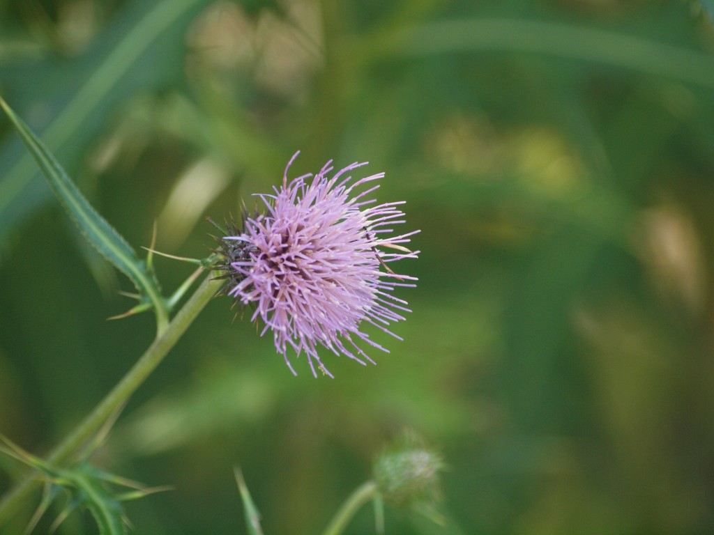 『野原薊（ノハラアザミ）の可愛い花～』_d0054276_20341192.jpg