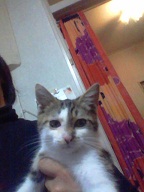 猫の新之介が怪我してる~_d0132878_19123150.jpg