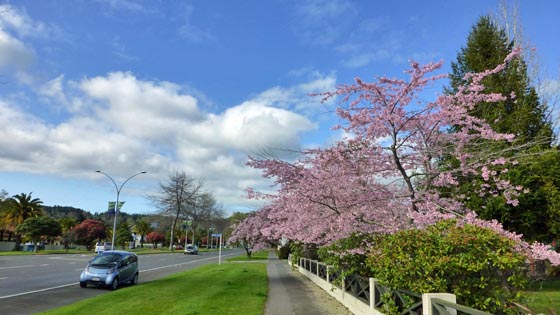 桜と過ごす一日_e0133780_17142087.jpg